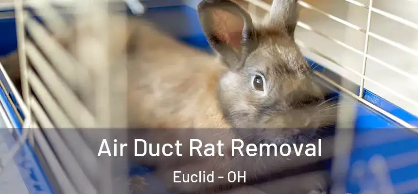  Air Duct Rat Removal Euclid - OH